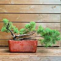 Dekoracujne bonsai jalowiec w betonowej donicy