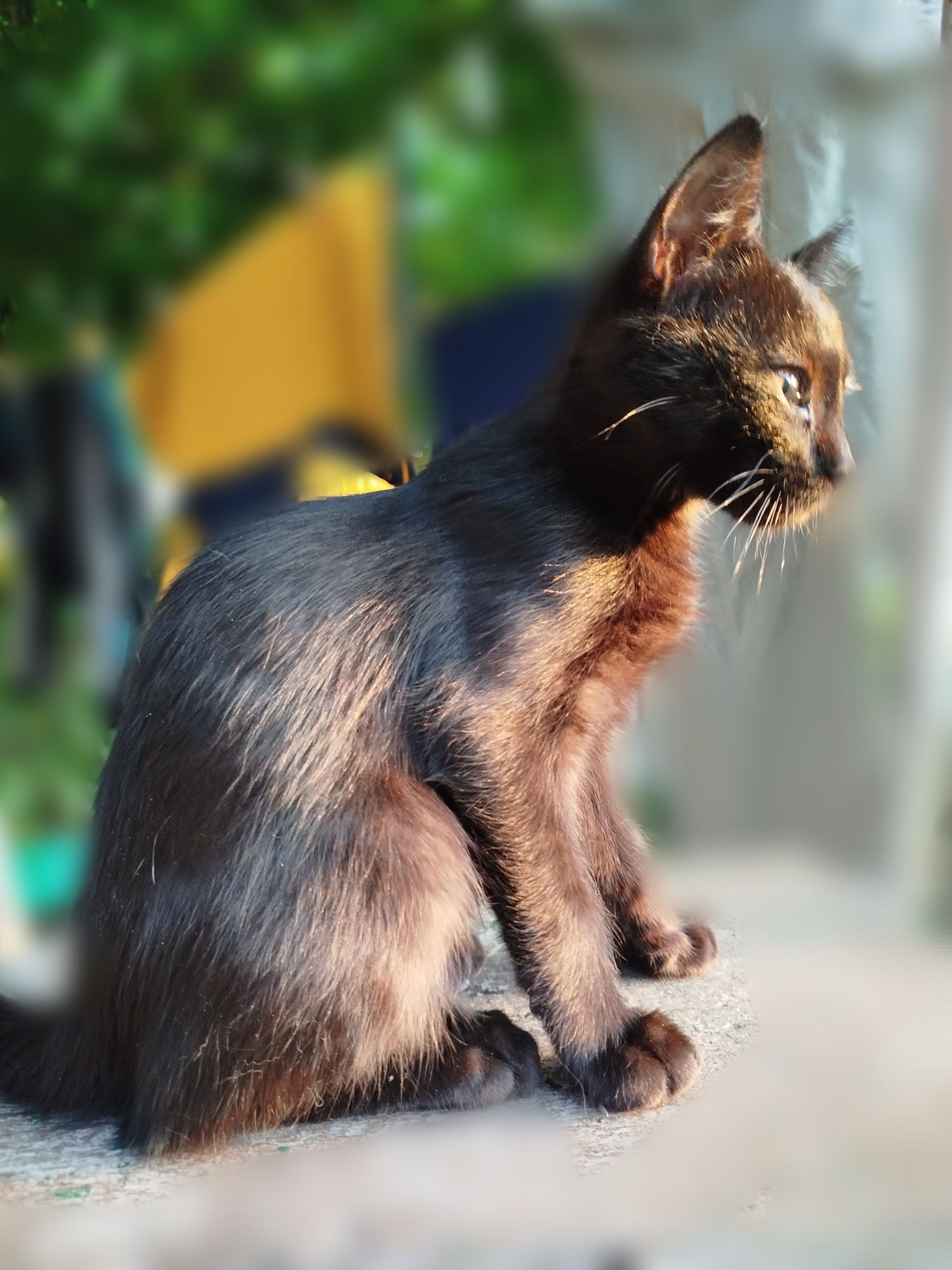 Котёнок в добрые руки