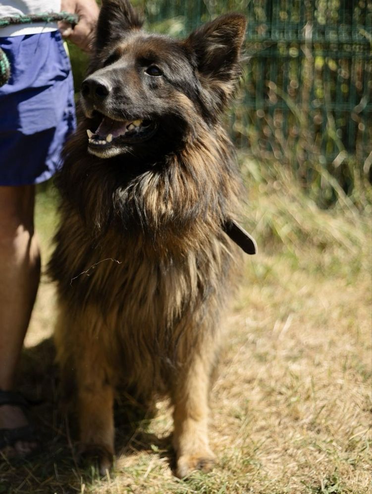 Piesek do adopcji SZAFIR
