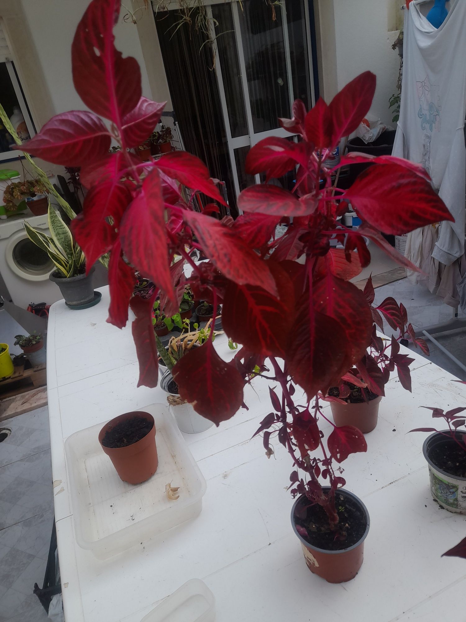 Planta lindíssima para venda.