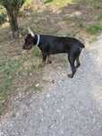 Zaginiony pies doberman