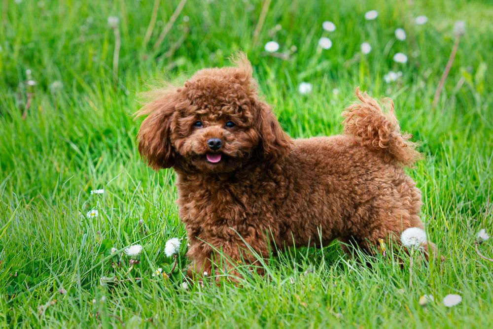В'язка Той Пудель Китай(poodle teacup)