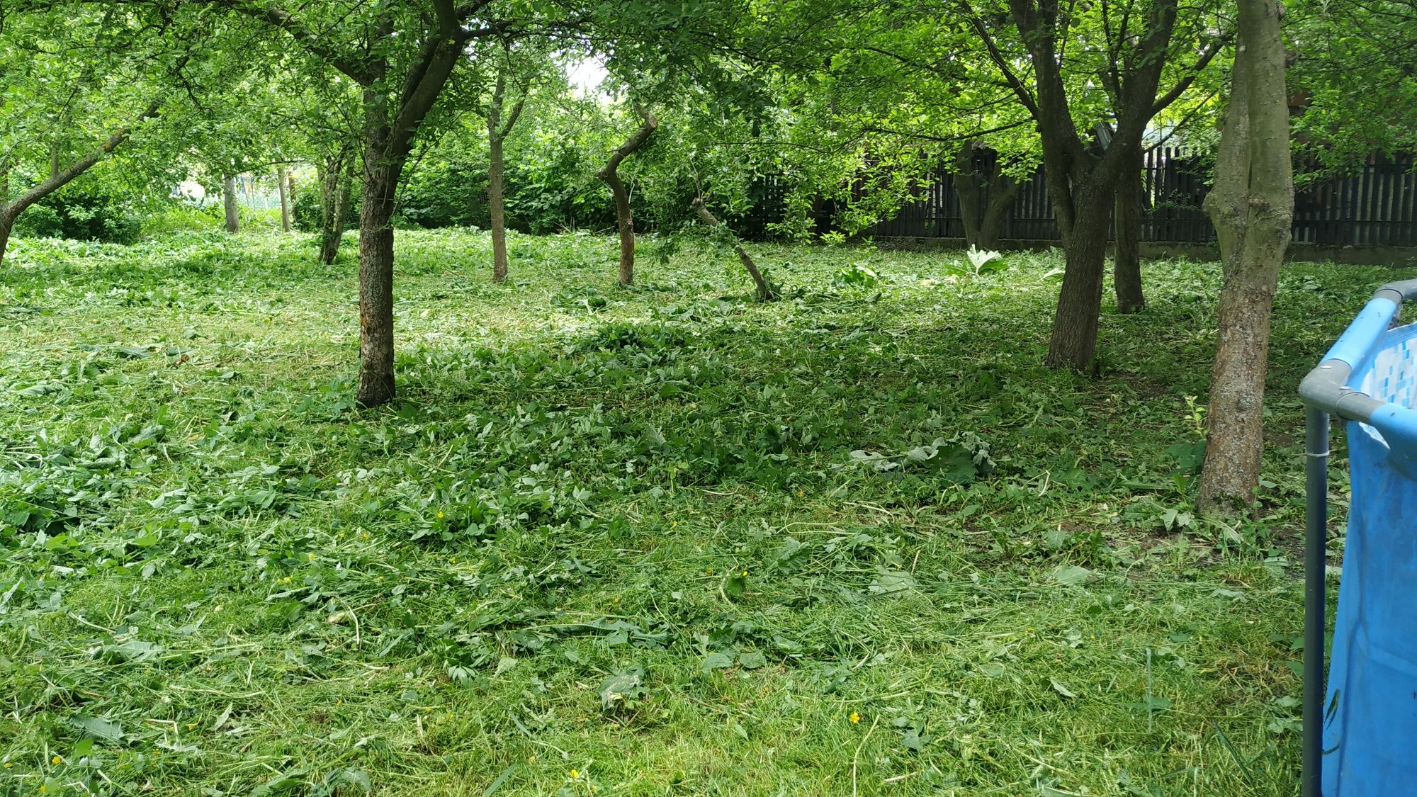 Косіння трави, кущів, покосити траву, різка дерев. Покіс. Скошування .