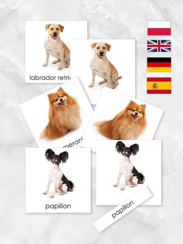Karty trójdzielne rasy psów cz. 1 Montessori