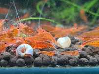 Krewetki Caridina - Bloodshot