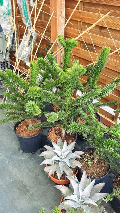 Araukaria chilijska, duże okazy XXL, 75cm, mrozoodporny unikat!