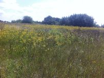 Продам дешево земельну ділянку під забудову в Киівській області