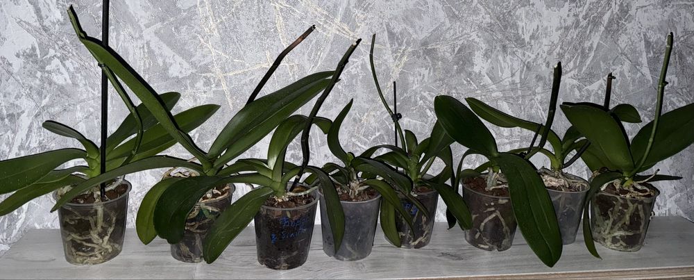 Орхідея відцвіташка, сортові орхідеї