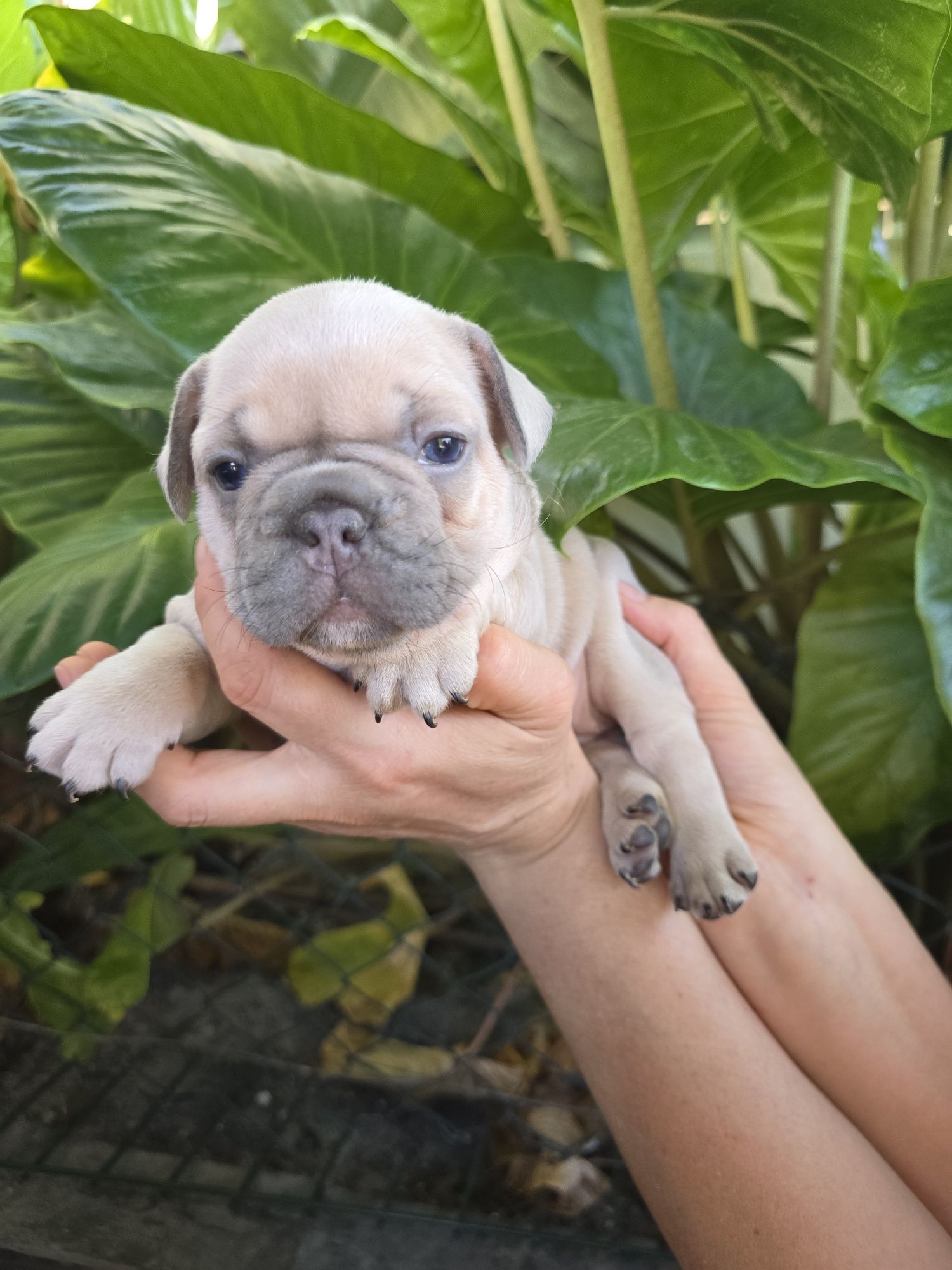 Buldogue Francês Lilac