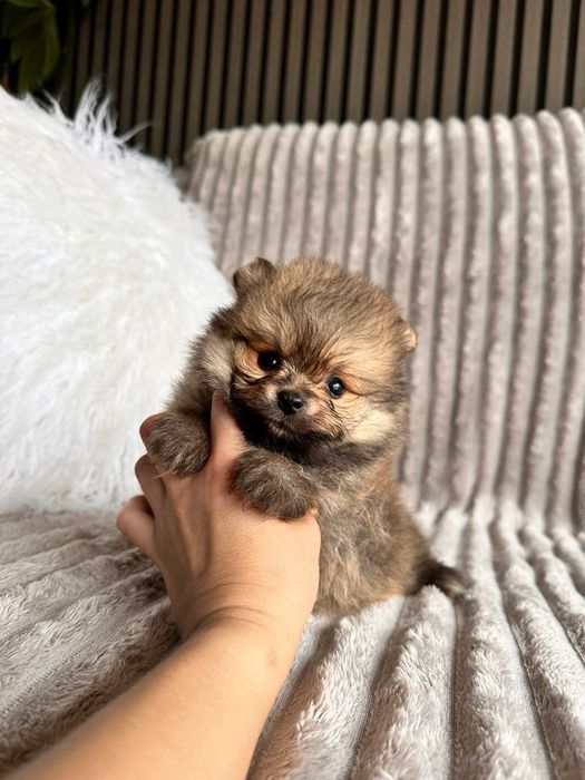 Spitz anão. Lulu da Pomerânia Mini.   LOP e Afixo.. Mini. Perfeito!