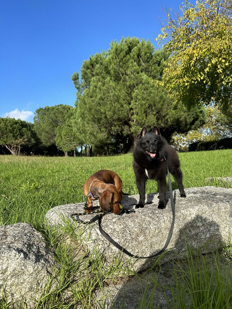 Adestramento de Cães em casa