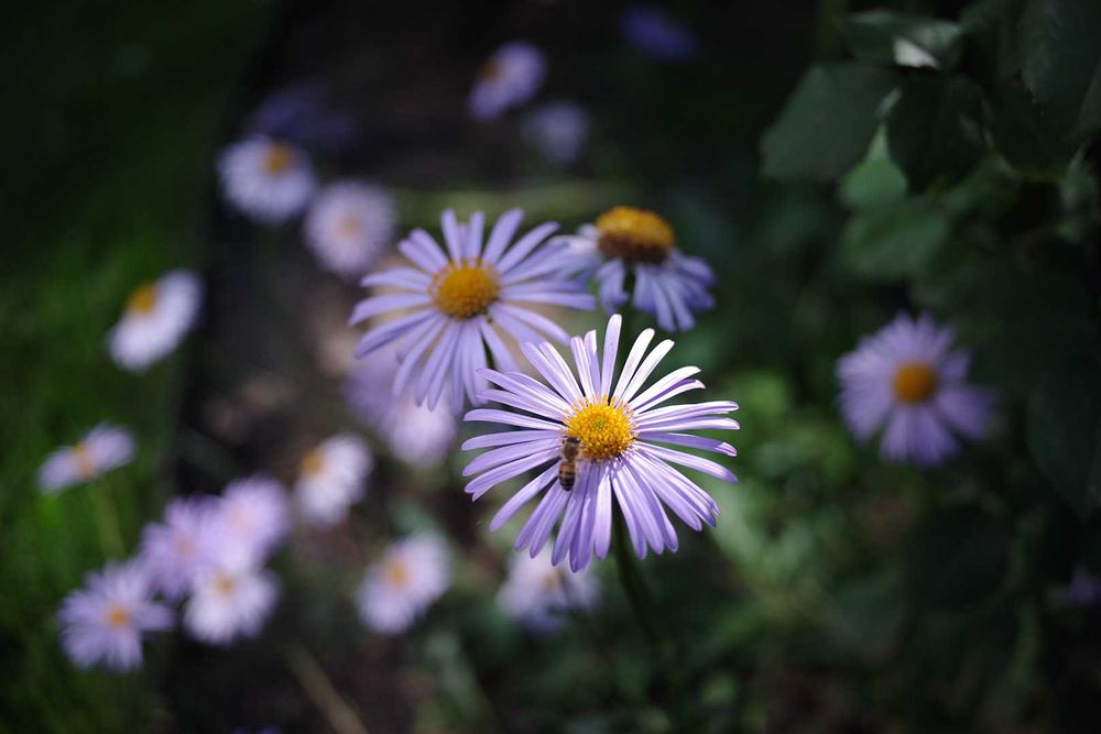 AF Pentax-DA 40/2,8 Limited - "цифромлинчик" від Пентакс