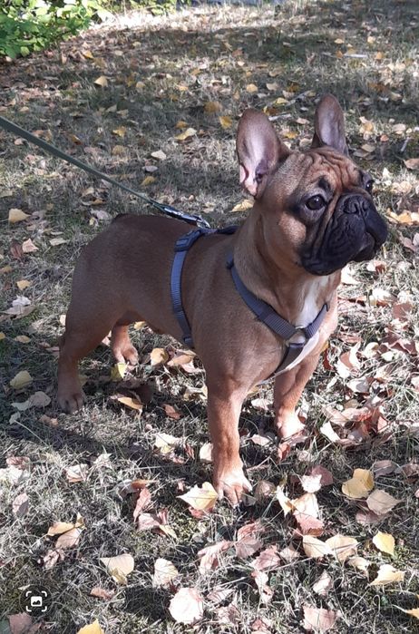 Вязка Французький Бульдог!