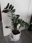 Roślina doniczkowa zamioculcas 50 sm