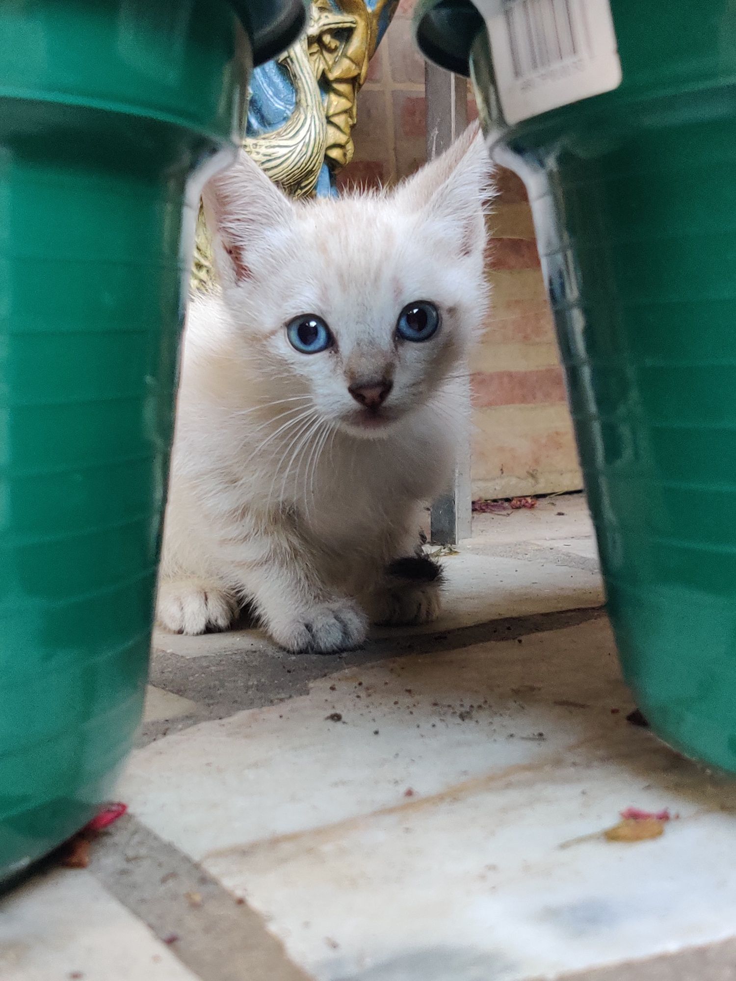 3 gatinhos para dar