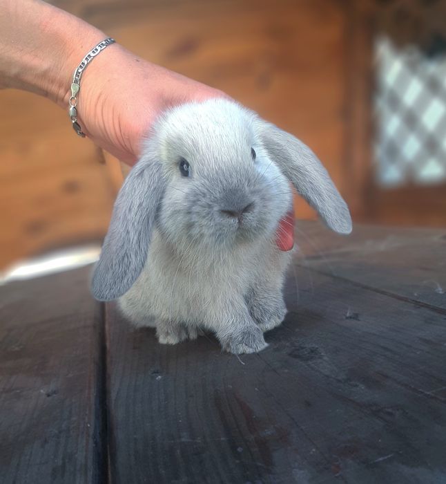 Карликовые мини кролики,міні банчик,вислоухий,весловухий