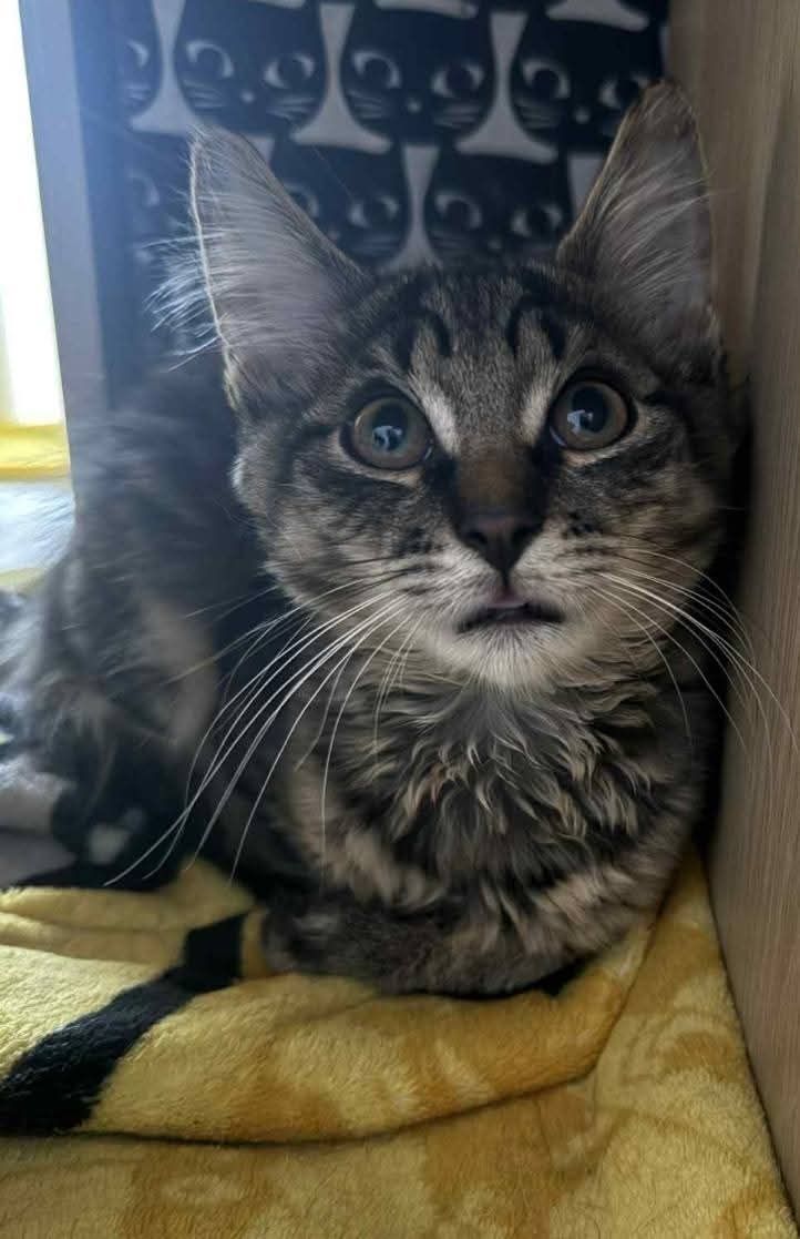 Kto pokocha kocurka w typie rasy mainecoon?