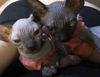 Kocur Czarny i.. Sphynx • Sfinks • Warszawa  Mix