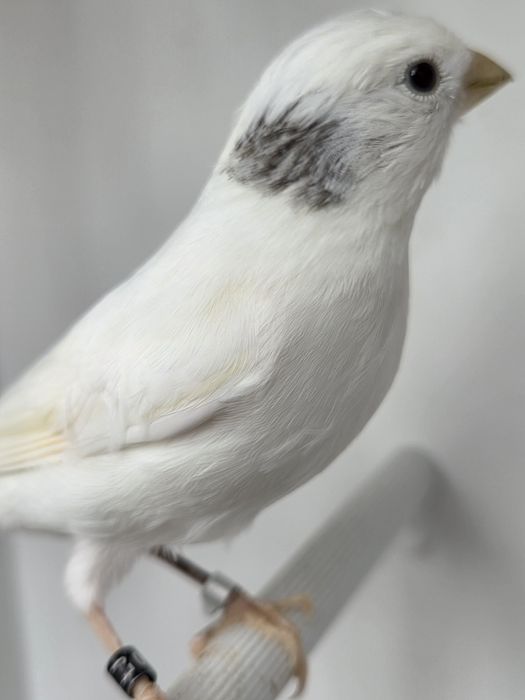 Kanarek miniatura hiszpańska,para,2025r.kanarki