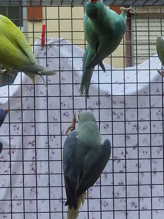 Ring necks de 2024 e de 2025