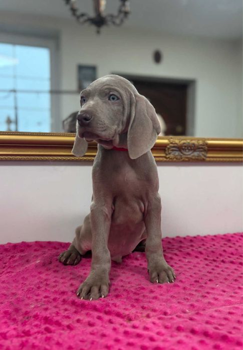 Wyżeł weimarski szczenie