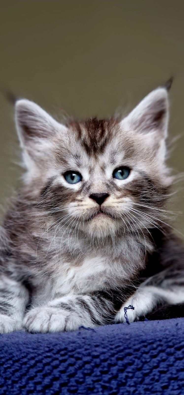 Maine coon piękny czarny srebrzysty klasycznie pręgowany kocurek