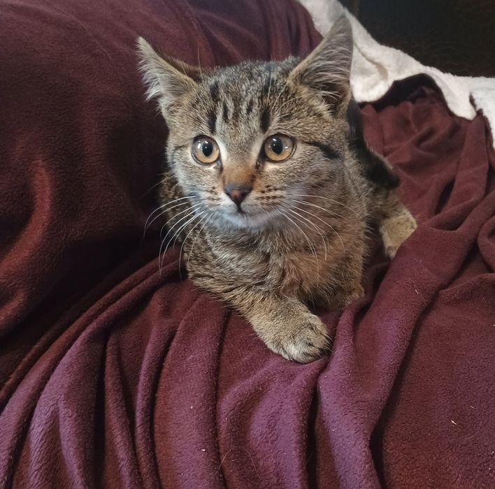 Oddam  w dobre ręce kociaka