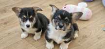 Welsh Corgi Pembroke Naturalny Bobtail,  piesek
