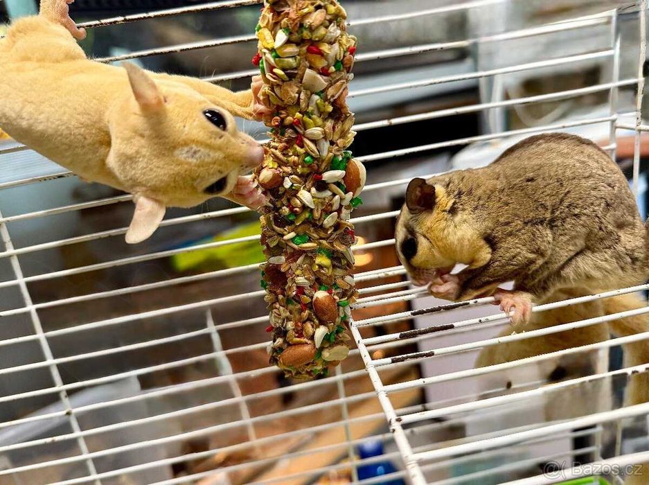 Lotopałanka , Lotopałanki - samczyk i samiczka - młode - transport