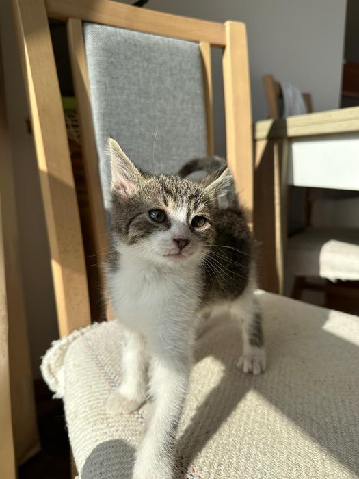 Oddam za darmo mały kotek kocurek