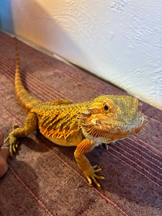 sprzedam agamy brodate