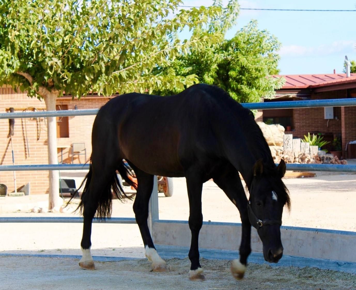 Piękny ogier andaluz