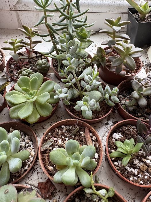 Кімнатні рослини, ехеверіі сукуленти , гастерія