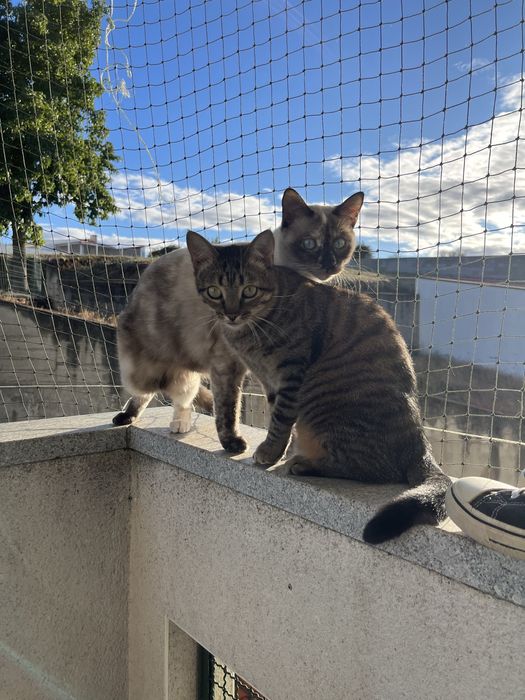 Adoção de duas gatas