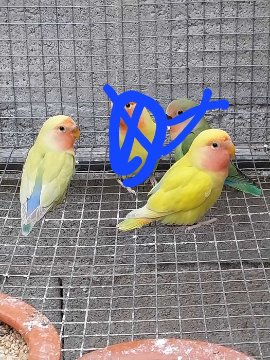 Agapornis Roseicollis