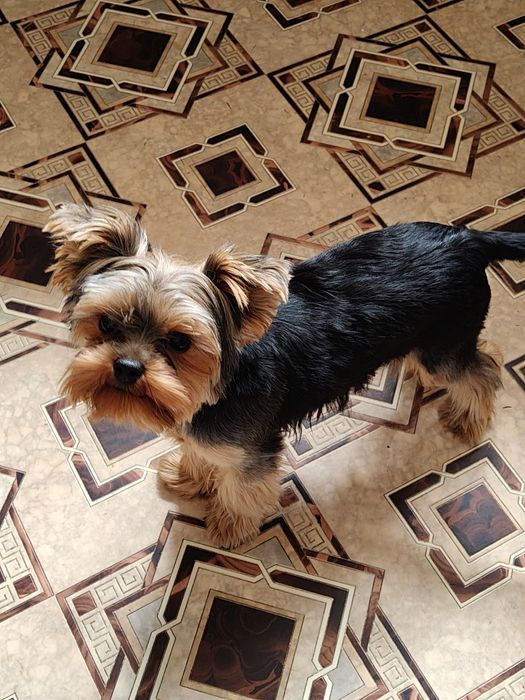 Yorkshire terrier piesek