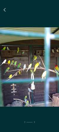Papugi faliste , młode i starsze