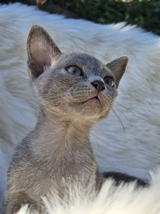 Бурма європейська