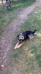 Cudowny piesek oddam w dobre rece