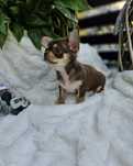 Chihuahua chłopiec