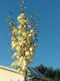 Yucca filamentosa ou agulha de Adão