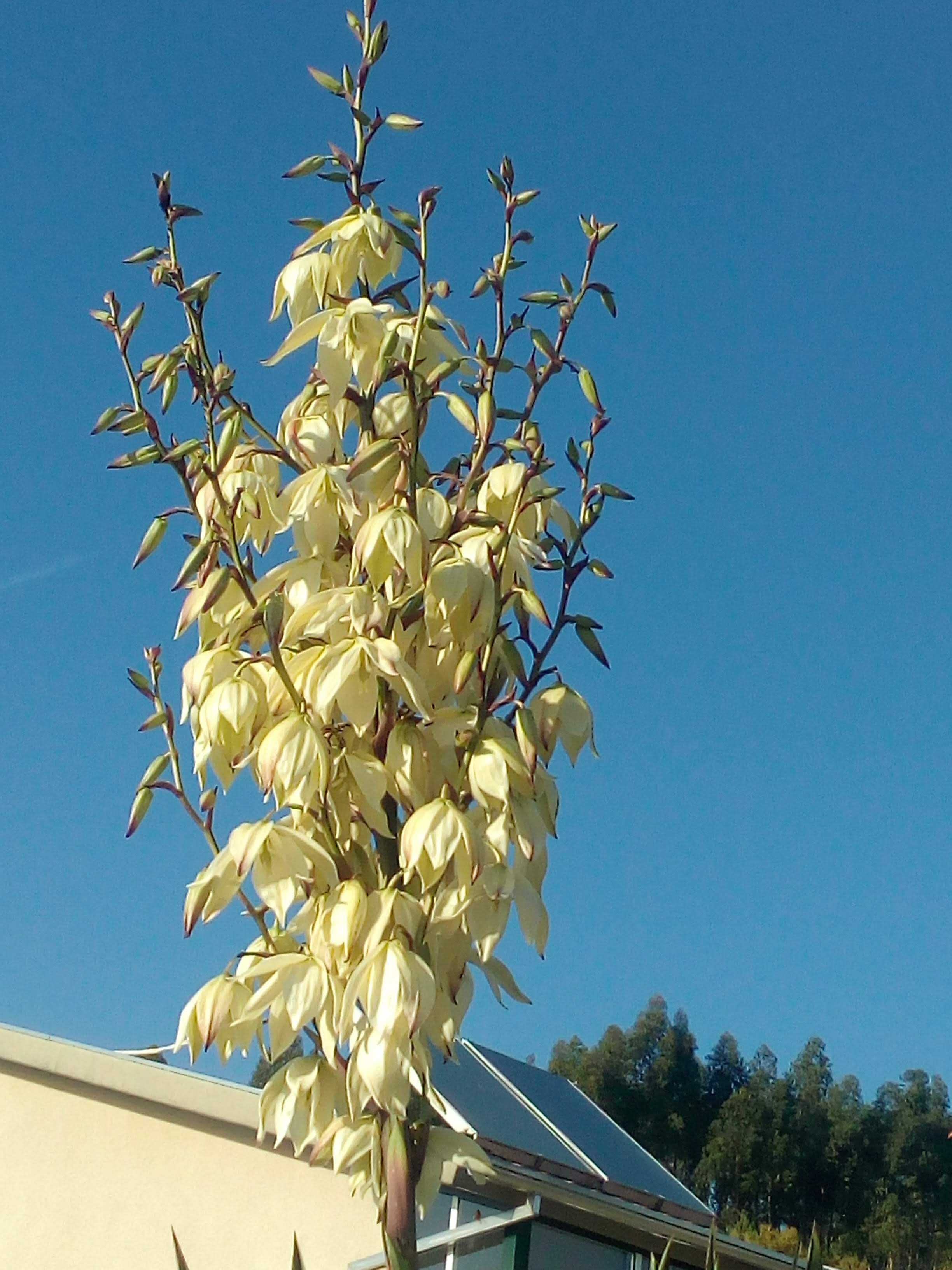 Yucca filamentosa ou agulha de Adão