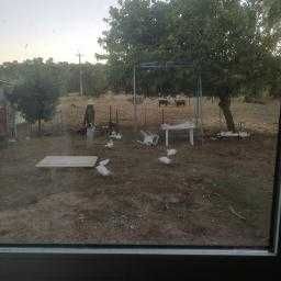 Patos do campo criados a sementes e restos legumes ervas etrc.