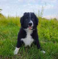 Border collie cudowny piesek do odbioru przebadani rodzice