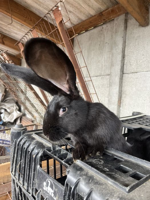 Króliki olbrzym belgisjki, BOS