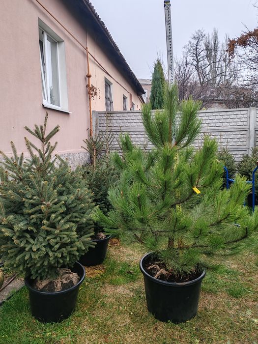 Продам Сосни, Ялинки