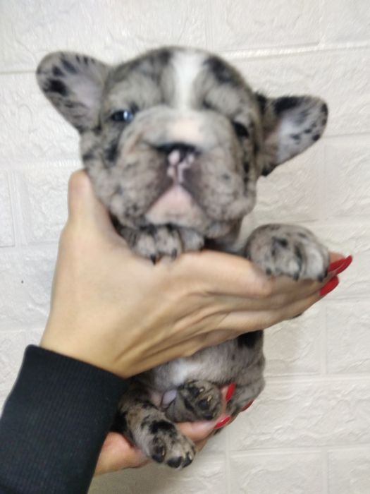 Элитная девочка Биг роп