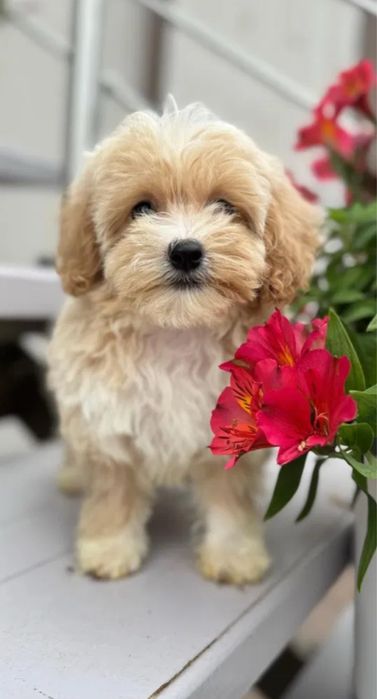 Міні Мальтипу ВИГІДНО‼️Є в різних окрасах Мальтипу мини f1 Мальтипу ф2