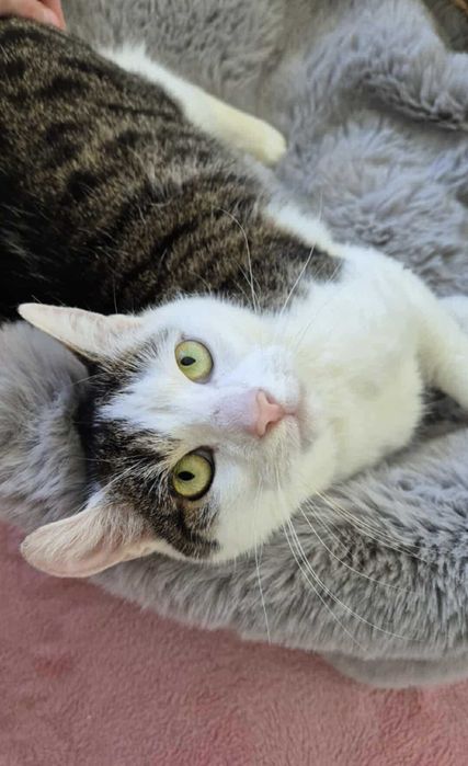 Frużelka do kochania - mała kotka