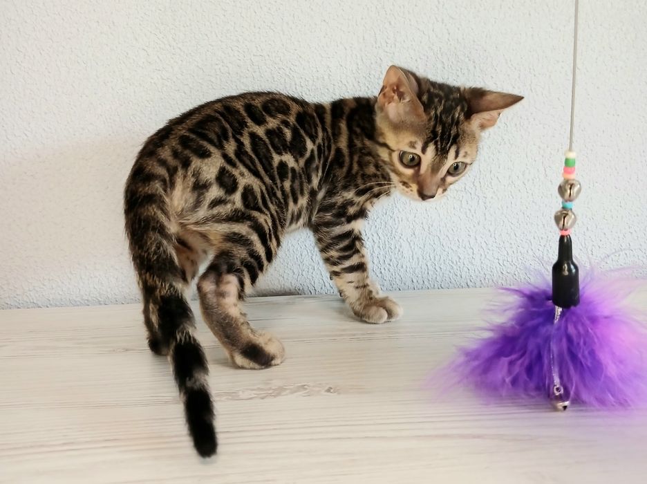 Бенгальські кошенята WCF